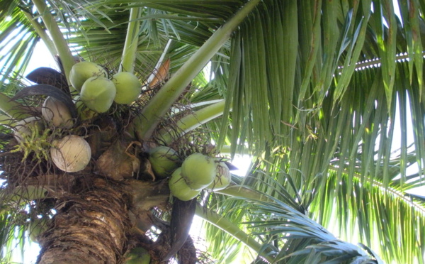 LA NOIX DE COCO