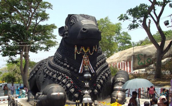 NANDI : LE VEHICULE DU SEIGNEUR SHIVA