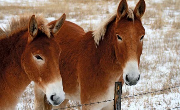 Inde: 11 "mules" arrêtées avec de l'or dans le rectum
