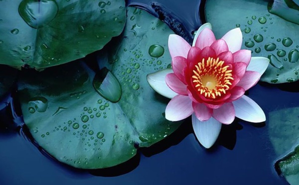 POURQUOI CONSIDÉRONS-NOUS LE LOTUS COMME SPÉCIAL ?