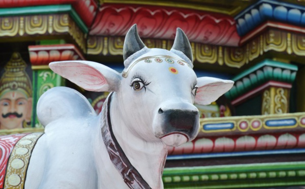 POURQUOI ADORONS-NOUS LE TAUREAU ET LA VACHE ?