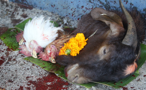 SACRIFICE ANIMAL À LA RÉUNION 'CHACUN DOIT RESTER À SA PLACE'