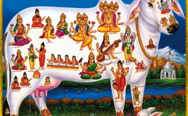 GOMATA : TOUTES DIVINITÉS HABITENT DANS LE CORPS DE LA VACHE