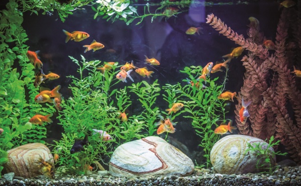 CONSEILS POUR LES AQUARIUMS DE POISSONS À LA MAISON