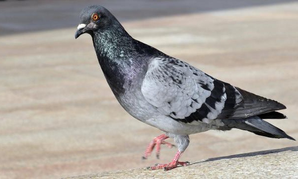 CES OISEAUX ET ANIMAUX NE DOIVENT PAS ENTRER DANS VOTRE MAISON SELON L’ASTROLOGIE