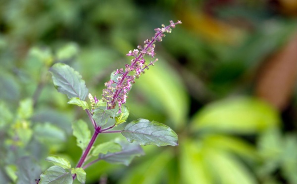 QUAND ET COMMENT CUEILLIR LES FEUILLES DE TULSI 