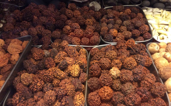 RUDRAKSHA, UNE GRAINE MYSTIQUE 