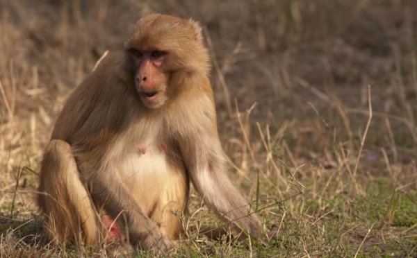 INDE : DES SINGES S'EMPARENT D’ÉCHANTILLONS DE TEST SANGUINS POUR LE COVID-19