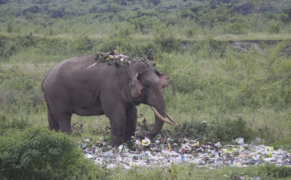 EN INDE, UN ÉLÉPHANT SE NOURRIT DE DÉCHETS PLASTIQUES 