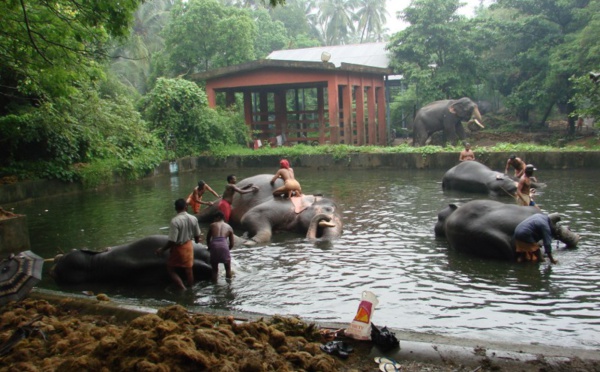 REFUGE POUR ELEPHANT DANS LES TEMPLES HINDOUS DU KERALA : ANAKOTTIL