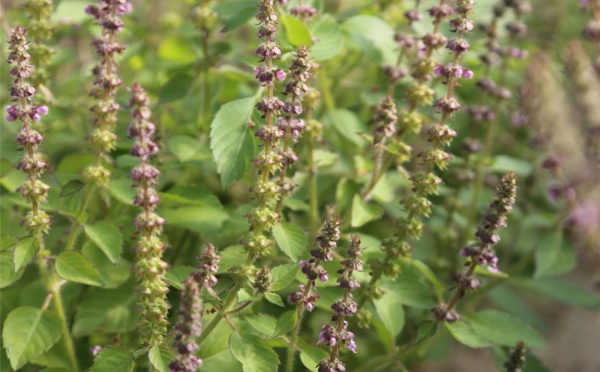 QUAND ET COMMENT CUEILLIR LES FEUILLES DE TULSI ?