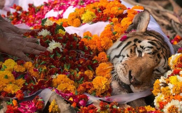 L'INDE PLEURE COLLARWALI, UNE TIGRESSE QUI SYMBOLISAIT LA SAUVEGARDE DE L'ESPÈCE