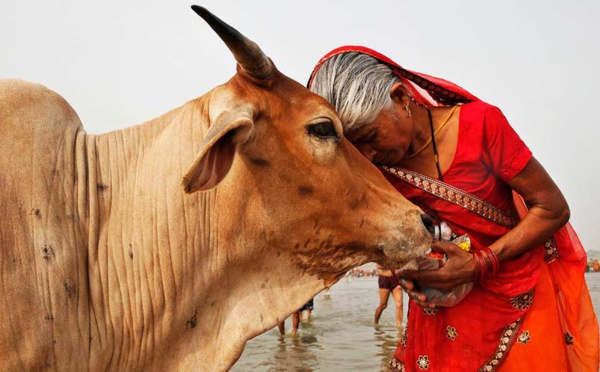 POURQUOI LES INDIENS NE MANGENT PAS DE BOEUF ET DE PORC ?