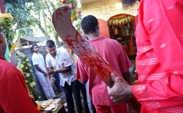 SIGNIFICATIONS DU SACRIFICE ANIMAL À LA RÉUNION 