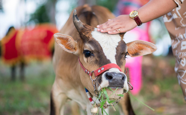 BIENFAITS DE NOURRIR LES VACHES