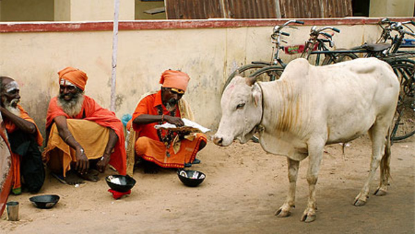 POURQUOI LES VACHES SONT SACRÉES DANS L'HINDOUISME ? 