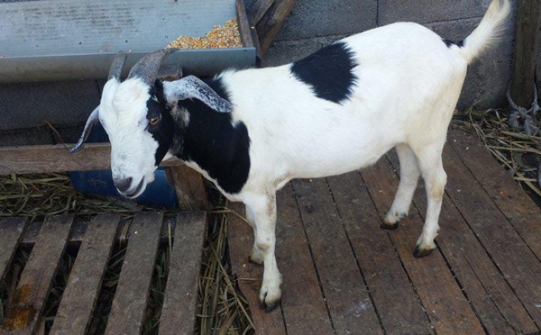  BOUCS SEVRAGE ET POUR VOS CÉRÉMONIES À VENDRE SUR BRAS-PANON