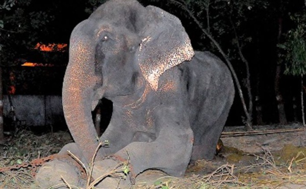 Torturé pendant 50 ans, un éléphant pleure à sa libération