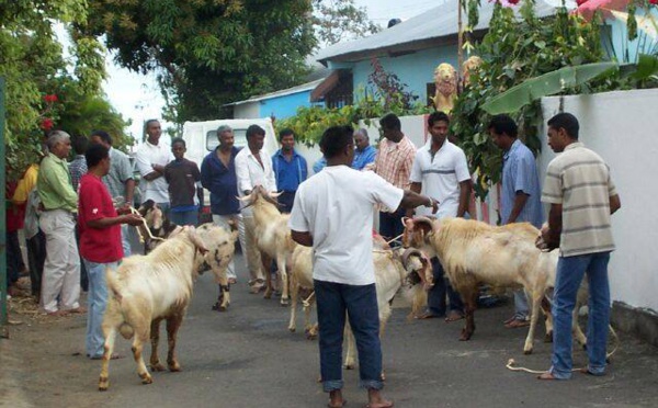 Les sacrifices d’animaux : pour ou contre ?