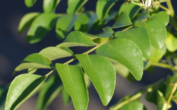 KALOUPILÉ (FEUILLES DE CURRY)