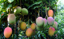 LA MANGUE