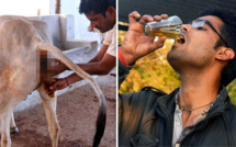 AVANTAGES DE L'URINE DE VACHE