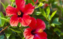 TYPES DE FLEURS POUR OFFRIR À LA DÉESSE LAKSHMI