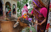 POURQUOI AMENER UNE VACHE DANS UNE NOUVELLE MAISON / TEMPLE ? 