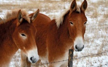 Inde: 11 "mules" arrêtées avec de l'or dans le rectum