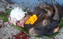 SACRIFICE ANIMAL À LA RÉUNION 'CHACUN DOIT RESTER À SA PLACE'