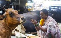 POURQUOI LES HINDOUS NE MANGENT PAS DE BŒUF ? POURQUOI LES HINDOUS NE MANGENT PAS DE BŒUF ?