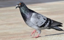 CES OISEAUX ET ANIMAUX NE DOIVENT PAS ENTRER DANS VOTRE MAISON SELON L’ASTROLOGIE CES OISEAUX ET ANIMAUX NE DOIVENT PAS ENTRER DANS VOTRE MAISON SELON L’ASTROLOGIE