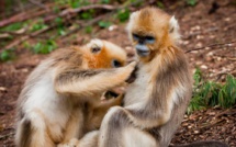 LA SÉCHERESSE PROVOQUE DES COMPORTEMENTS ÉTRANGES CHEZ LES ANIMAUX EN INDE 