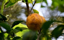 À VENDRE : CITRONS GALETS