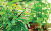 RAISONS POUR LESQUELLES LE TULSI EST DEVANT LES MAISONS HINDOUES