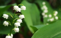 Pourquoi offre-t-on des brins de muguet le 1er mai ?