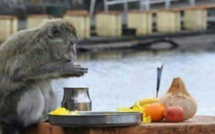 île Maurice : Quand un singe prie au lac sacré du Ganga Talao