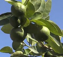 fruit